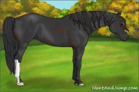Horse Color:Black  and Brown 