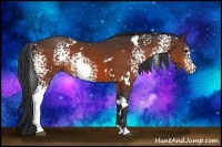 Horse Color:White Spotted Bay 