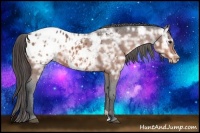 Horse Color:Bay Ice Appaloosa 