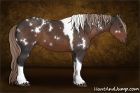 Horse Color:White Spotted Liver Chestnut Tobiano Rabicano