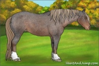 Horse Color:Liver Chestnut Appaloosa 