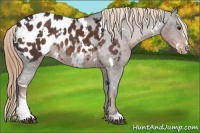 Horse Color:White Spotted Liver Chestnut Sabino Appaloosa Rabicano 