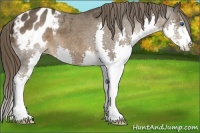 Horse Color:Liver Chestnut Sabino Splash Blanket