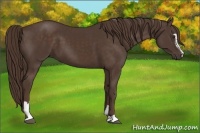 Horse Color:Liver Chestnut Sabino 