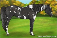 Horse Color:White Spotted Liver Chestnut Sabino 