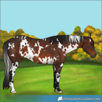 Horse Color:Gray White Spotted Bay Rabicano 