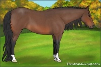 Horse Color:Bay Roan 