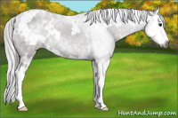 Horse Color:Gray White Spotted Smoky Black Splash Appaloosa 