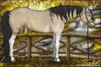 Horse Color:White Spotted Liver Red Dun Roan
