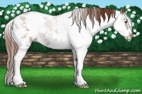 Horse Color:Chestnut Sabino
