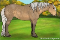 Horse Color:Silver Buckskin 