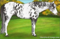 Horse Color:White Spotted Liver Chestnut Sabino Splash Near Leopard 