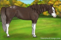 Horse Color:Liver Chestnut Splash Appaloosa  and Liver Chestnut Splash 