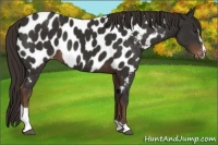 Horse Color:Liver Chestnut Sabino Appaloosa 
