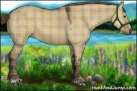 Horse Color:Plaid Liver Red Dun Sabino