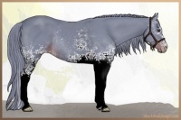 Horse Color:Watercolor White Spotted Liver Chestnut Rabicano