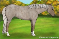 Horse Color:Silver Smoky Blue Roan 
