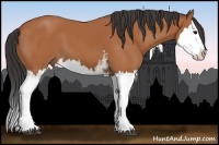 Horse Color:White Spotted Bay Sabino Splash