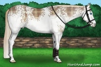 Horse Color:Plaid  White Spotted Liver Chestnut Sabino Splash 