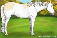 Horse Color:Palomino Roan Splash