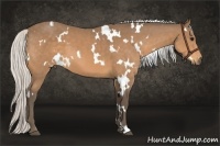 Horse Color:White Spotted Silver Buckskin 