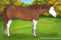 Horse Color:Chestnut Splash 