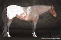 Horse Color:Bay Roan Snowcap 