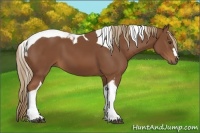 Horse Color:Chestnut Tobiano