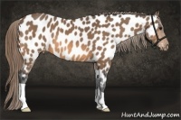 Horse Color:Buckskin Appaloosa