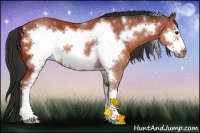 Horse Color:Bay Sabino Frame Rabicano