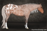 Horse Color:Silver Brown Roan Appaloosa