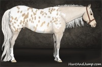 Horse Color:Silver Buckskin Roan Appaloosa