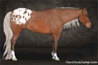 Horse Color:Silver Bay Appaloosa 