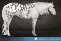Horse Color:Silver Black Appaloosa 
