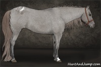 Horse Color:Smoky Grullo Roan Appaloosa 