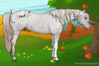 Horse Color:Liver Chestnut Appaloosa 