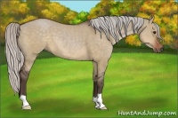 Horse Color:Silver Brown Dun 