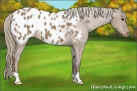 Horse Color:Liver Red Dun Appaloosa 