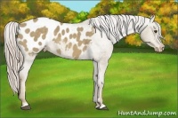 Horse Color:Chocolate Palomino Dun Appaloosa Brindle