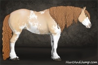 Horse Color:Bay Pearl Sabino Rabicano