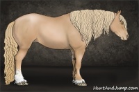 Horse Color:Chestnut Pearl Sabino