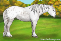 Horse Color:Gray Chestnut Appaloosa 
