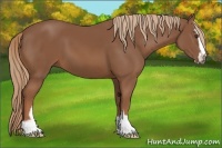 Horse Color:Chestnut Sabino 