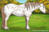 Horse Color:Chestnut Frame Appaloosa 