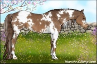 Horse Color:White Spotted Liver Chestnut 