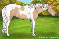 Horse Color:Silver Classic Champagne Tobiano 
