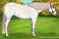 Horse Color:Bay Dun Sabino Splash Appaloosa 