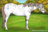 Horse Color:Grullo Splash Frame Appaloosa Rabicano