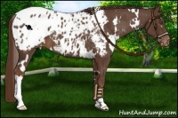Horse Color:White Spotted Liver Chestnut Blanket 