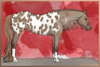 Horse Color:Liver Red Dun Appaloosa